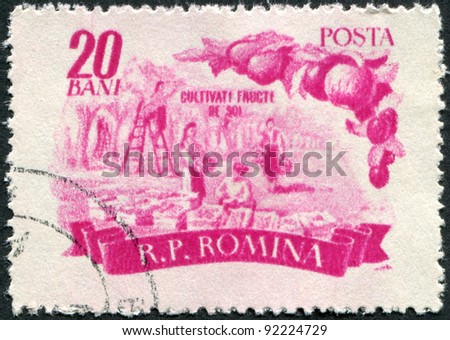 ROMANIA - CIRCA 1955: A stamp printed in the Romania, shows the harvesting of fruit, circa 1955