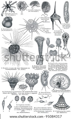 Protozoa (Unicellular eukaryotic organisms). Publication of the book \