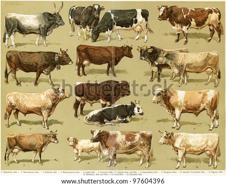 Of Cows