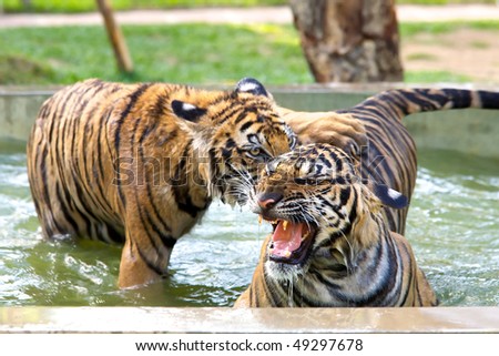 Two young tigers playing at the Tiger Kindgom Park - Chiang Mai, Thailand