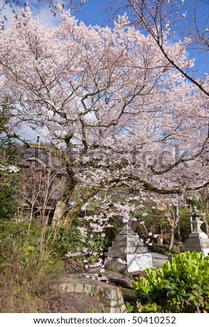Sakura (Cherry blossom) at the Philosopher\'s Path - March 2010, Kyoto - Japan