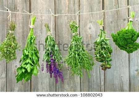 fresh herbs hanging for drying on a leash