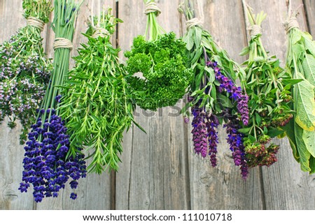 Various fresh herbs hanging on a leash