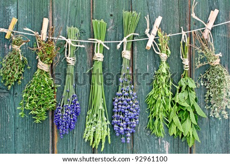 different fresh herbs hanging on a leash