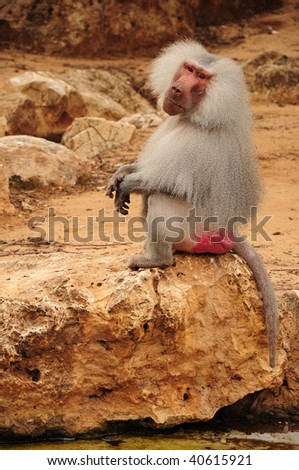 white furry monkey posing. profile image.
