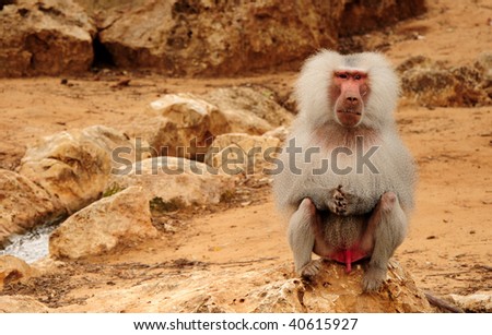 White Furry Monkey