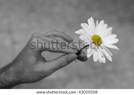 Human's hand holding white flower - black-white-color image