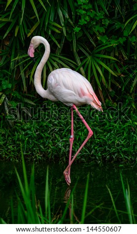 flamingo standing in water on one leg against the palm