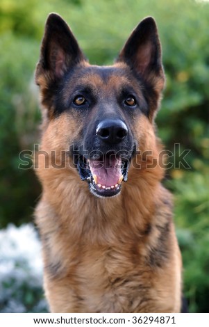 Outdoors portrait of an Alsatian dog