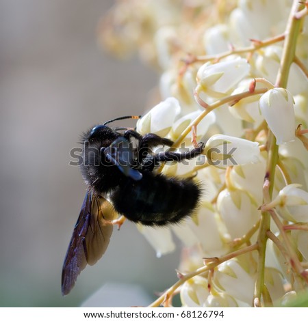 Carpenter Bee feeding on Pieris flowers