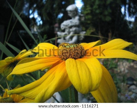 black eyed susan closeup with a garden fountain in the background