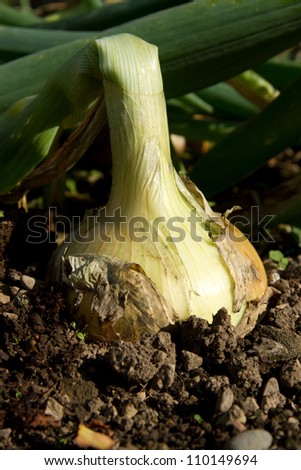 A mature onion plant with large onion growing in soil.