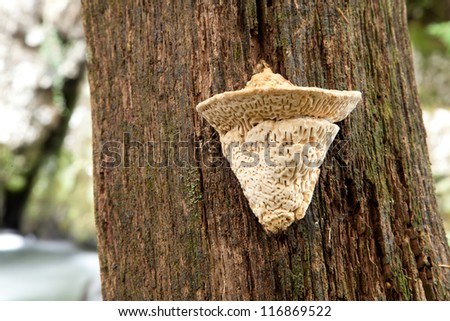 A young creamy colored maze gill, bracket, Datronia mollis, growing on the trunck of a dead oak tree.