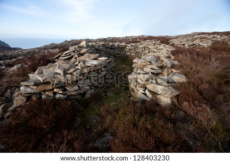 The remains of an iron age building at Tre\'r Ceiri hill fort, Yr Eifl, Gwynedd Wales Uk, amongst heather on a hill with the fort wall in the background