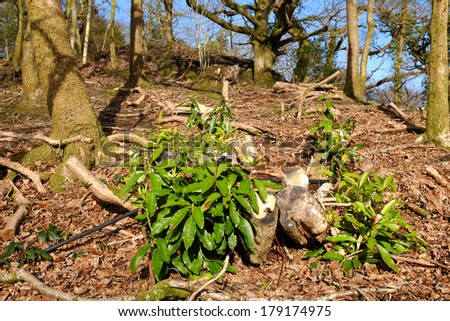 Land management scheme, an area of rhododendron clearance in oak woodland where the rhododendron plant is reemerging with shoots and green leaves.