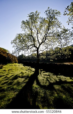Silhouette of a tree and shadow on grass.