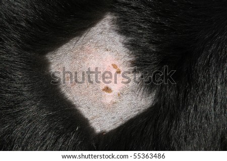 stock photo Shaved dog's coat showing healing wet eczema patch