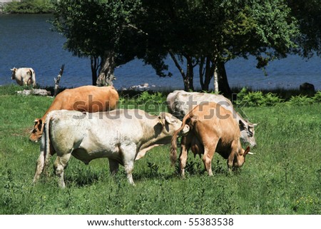 stock photo Bull scenting a cow's vagina in a field