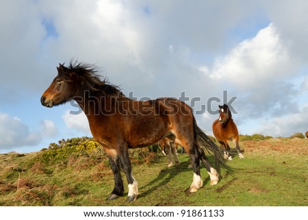 The brown lead pony stands looking into the distance on green rough grass with the herd in the background. A blue sky with cloud in the distance.