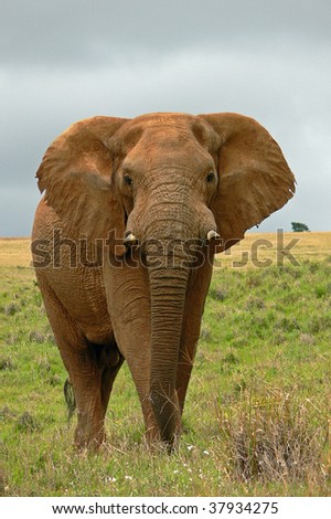 elephants without tusks