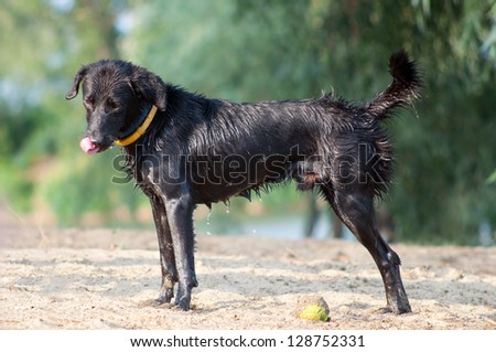 Young black labrador dog standing on the sun after swimming in the river after tennis ball.