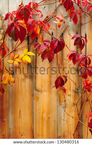 Beautiful climber with red leaves climbing over the wooden fence.