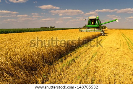 Combine harvester harvesting wheat on sunny summer day.