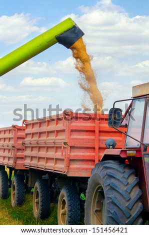 Combine harvester unloads wheat grain into the tractor trailer.