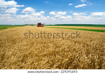 Harvester combine harvesting wheat on sunny summer day.