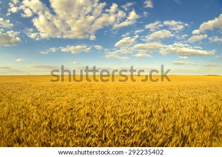 Beautiful agricultural landscape showing ripe wheat on sunny summer day.