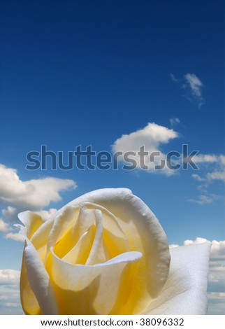 Rose in yellow and white colors photographed against the blue sky and white clouds.