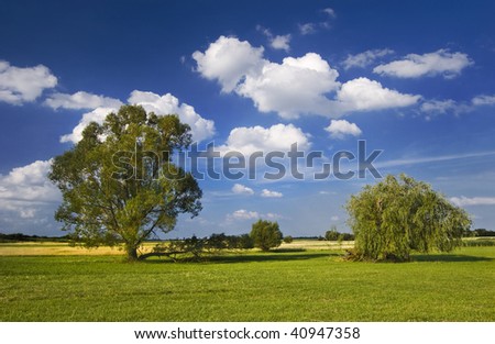 Lonely tree stands in the meadow. It is a sunny day with blue sky and white clouds.