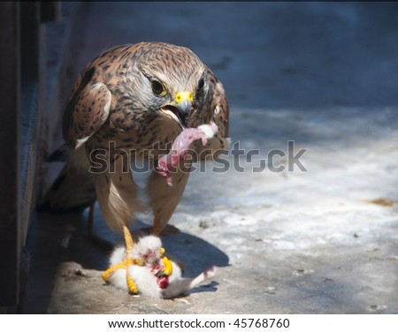 Hawk eats mouse inside cage in the zoo.