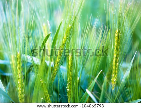 young wheat - soft background