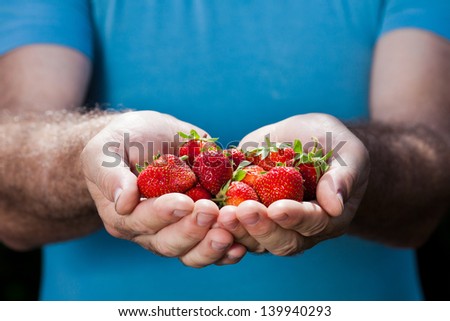 hands of senior man holding strawberry