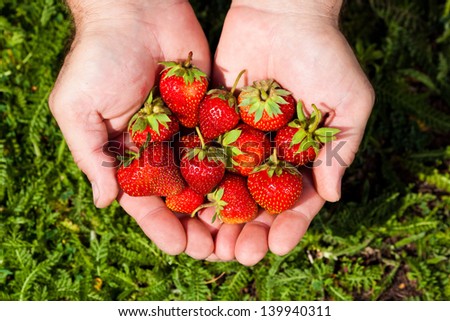 close-up picture of hands full of fresh strawberries