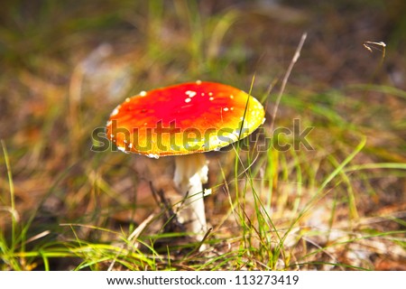 poison mushroom in coniferous pine forest. Autumn. close-up. Shallow depth of field