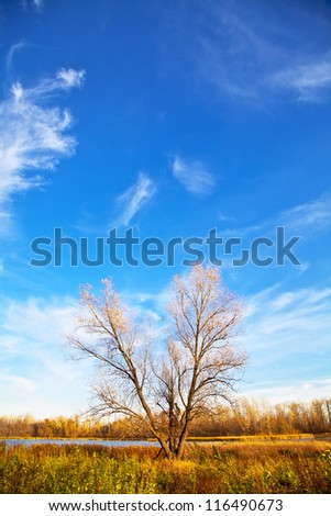 Autumn tree with falling leaves on the lake on the blue clear sky. Vertical orientation. Landscape