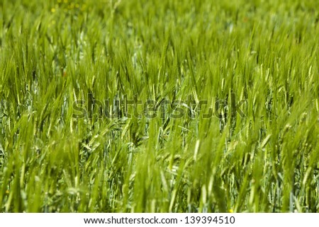 Wheat crops plant field in summer