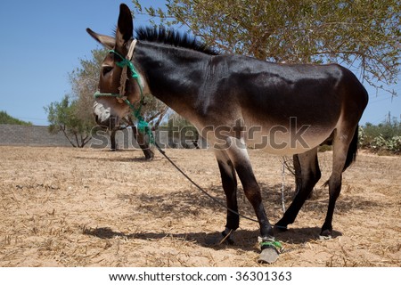 Funny donkey standing in the field.