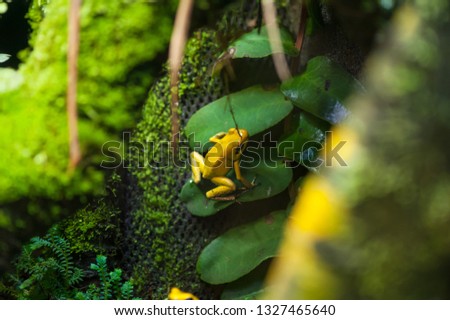 Golden Poison Arrow Frog (Phyllobates terribilis). Colourful bright yellow tropical frog