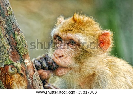 Funny monkey put fingers into mouth