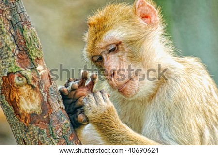 Funny monkey look at fingers