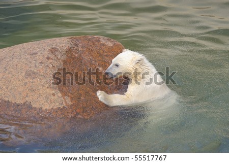 Little white polar bear struggles for his life