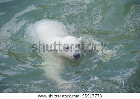 Little polar bear swimming in water