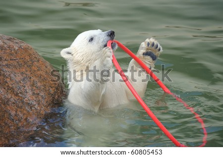 Little funny white polar bear playing in water