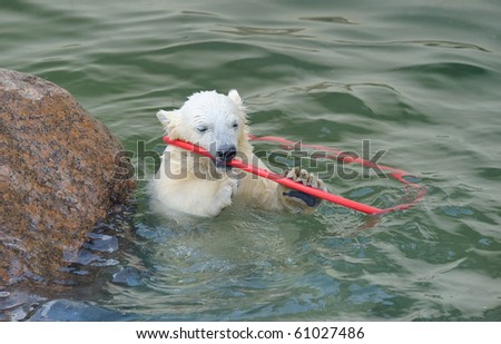 Little funny polar bear playing in water