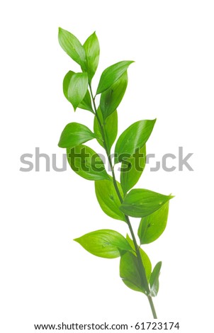 Green branch isolated on white