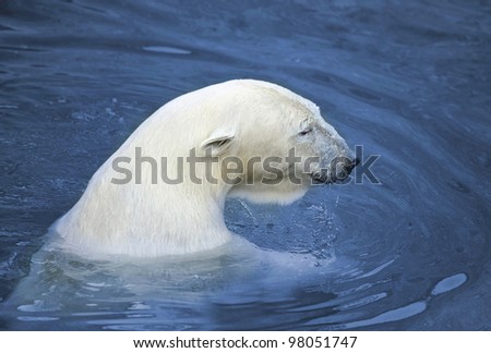 White polar bear in water