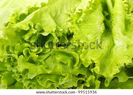 Fresh salad lettuce in horizontal composition